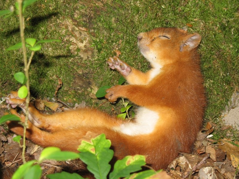 2007 09 Myco avec la SMF 17